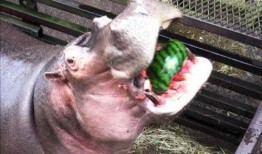 河马吃瓜大西瓜视频,趣味横生吃瓜盛宴