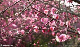 梅花视频吃瓜,揭秘吃瓜群众的狂欢盛宴