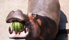 河马吃瓜大西瓜视频,趣味横生吃瓜盛宴