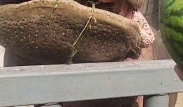 河马吃瓜视频搞笑版,笑料横生，搞笑版视频来袭！