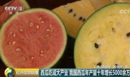 全世界吃瓜群众是谁啊视频,网络热词背后的文化现象