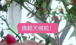 吃瓜掉叶子的视频,吃瓜掉叶子，揭秘神奇现象背后的秘密