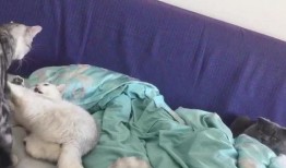 打架看热闹吃瓜视频,围观者视角下的打斗现场直播