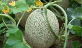 和孩子吃哈密瓜视频播放,和孩子共享哈密瓜的美好时光