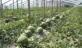 山东青岛吃瓜视频