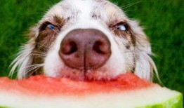 狗吃瓜被误伤视频