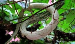 强子吃蛇瓜视频在线观看,在线观看惊险刺激一幕