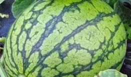 中国人吃生瓜视频,探寻中国食客挑战生瓜的独特风味之旅