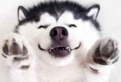 吃瓜爆笑视频大全,让你笑到肚子疼