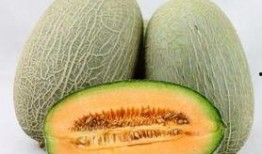 小象吃哈密瓜视频大全集,萌宠美食之旅