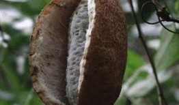 山鸡吃八月瓜好不好呢视频,山鸡食用八月瓜的益处与注意事项