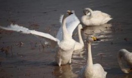 天鹅湖瓜怎样吃最好呢视频,天鹅湖瓜的完美食用指南