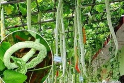 蛇视频吃瓜,揭秘蛇类捕食的惊心动魄瞬间