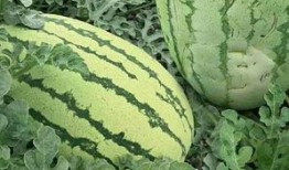 黄河瓜是怎么吃的啊视频,视频教你轻松享用