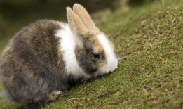 兔子会吃四季瓜吗视频讲解,四季瓜在兔子饮食中的地位