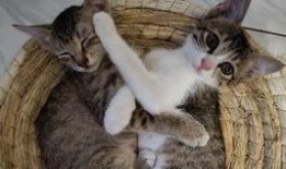 小猫吃瓜围观视频播放全集,萌态全记录！