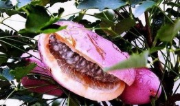 山鸡吃八月瓜好不好呢视频,山鸡食用八月瓜的益处与注意事项