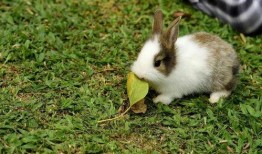兔子会吃四季瓜吗视频讲解,四季瓜在兔子饮食中的地位