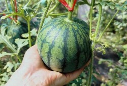 人类早期快速吃瓜视频,揭秘人类早期快速吃瓜的趣味瞬间