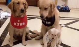 小狗吃瓜的5个动作视频,萌态百出，瓜香四溢