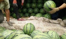 莱州吃瓜最新视频曝光,最新视频曝光揭示惊人内幕