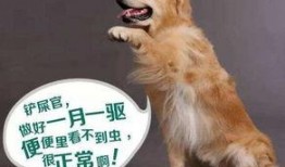 孩子吃瓜狗子吃虫视频,孩子与狗子共享自然美味