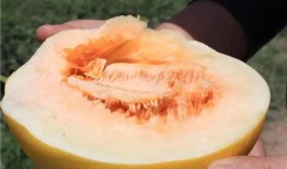 阿蜜瓜怎样吃甜的视频,视频教你轻松吃出美味