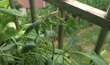 吃瓜掉叶子的视频,吃瓜掉叶子，揭秘神奇现象背后的秘密