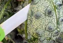 吃瓜视频是什么内容类型,热门娱乐内容背后的趣味与真相