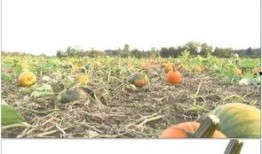 吃田瓜搞笑视频素材