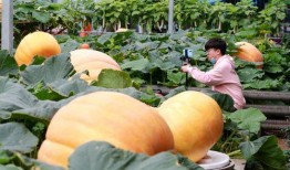 外国大妈吃酸王瓜视频大全,趣味视频大盘点