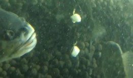 带你吃瓜抓鱼视频下载,瓜果飘香，鱼跃欢腾，视频下载攻略大揭秘