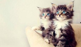 小猫吃瓜围观视频播放全集,萌态全记录！