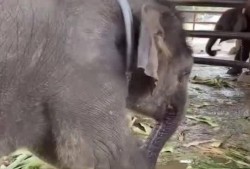 吃瓜小象的视频大全,趣味视频大盘点，笑料连连欢乐多