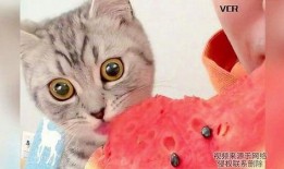 小猫吃瓜围观视频播放全集,萌态全记录！