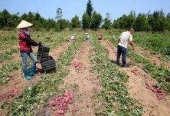 儋州吃瓜视频,揭秘当地特色美食与风土人情