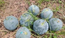 衡阳吃瓜视频,揭秘当地美食文化盛宴