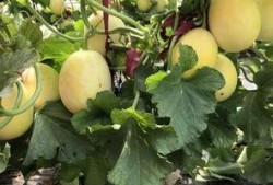 界首观芷吃瓜视频,揭秘幕后故事，带你领略网络红人魅力