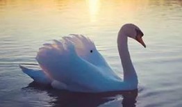 天鹅湖瓜怎样吃最好呢视频,天鹅湖瓜的完美食用指南