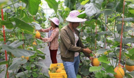 可以吃网红瓜的视频,跟随视频一探究竟