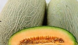 小象吃哈密瓜视频大全集,萌宠美食之旅