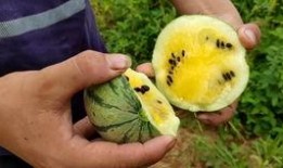 吃西瓜小瓜能减肥吗视频,揭秘夏日消暑减肥新选择