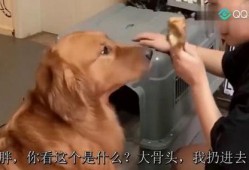 二逗吃瓜完整视频,揭秘娱乐圈幕后故事，带你领略明星真实一面