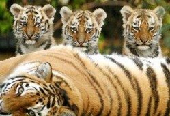 吃瓜熊被老虎带走视频,吃瓜熊意外遭遇老虎，被带走全程记录