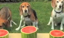 小狗吃瓜的5个动作视频,萌态百出，瓜香四溢