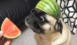 带你吃瓜包包搞笑视频,笑料百出！带你领略“带你吃瓜包包”搞笑视频的魅力