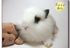 熊猫兔吃不吃哈密瓜呢视频,吃还是不吃？