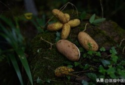 八月瓜怎么做吃的视频大全,视频教程大集合