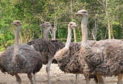 驼鸟瓜怎么吃最好吃呢视频,视频教你如何烹饪最佳口感