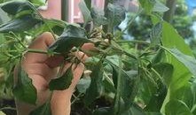 吃瓜掉叶子的视频,吃瓜掉叶子，揭秘神奇现象背后的秘密